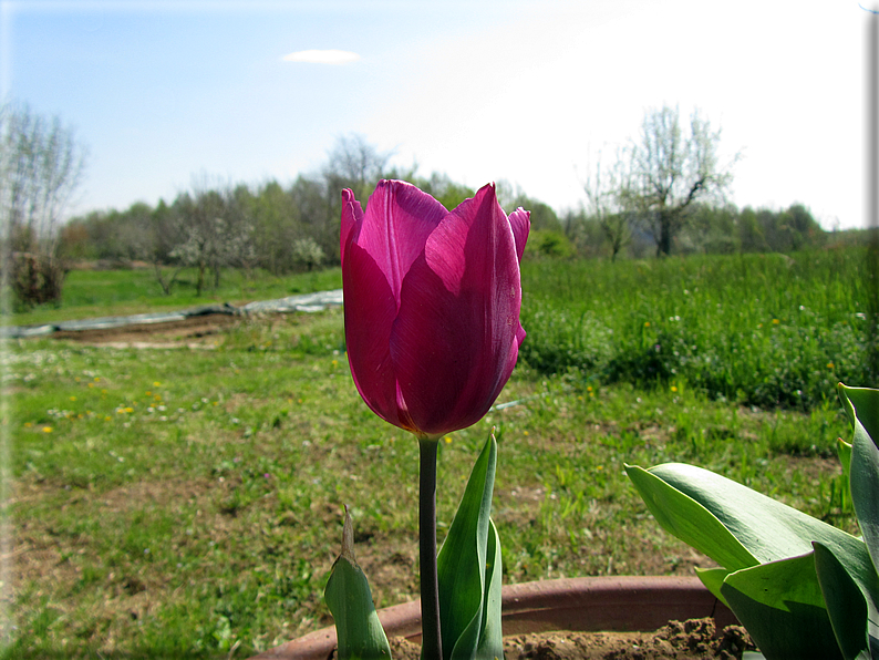 foto Tulipani